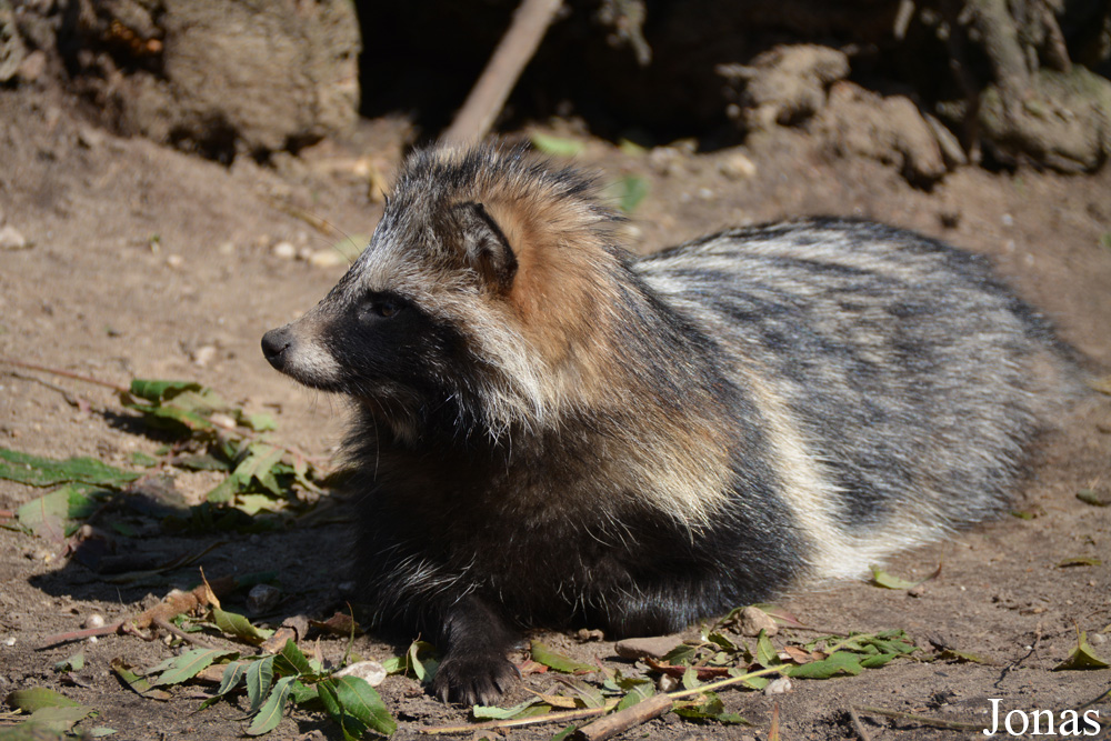 Nyctereutes procyonoides