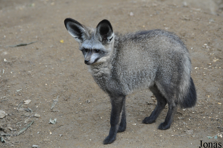 Otocyon megalotis megalotis