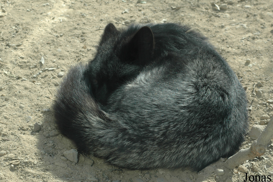Vulpes vulpes