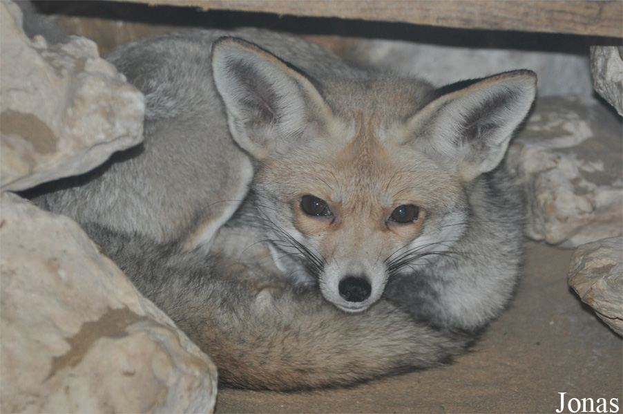Vulpes vulpes arabica