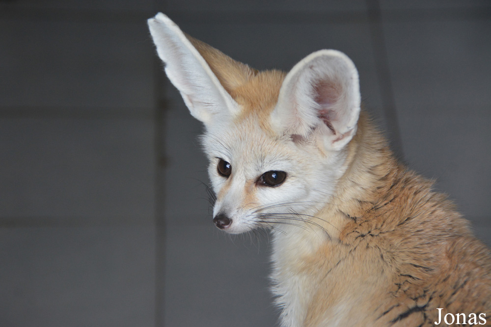 Vulpes zerda