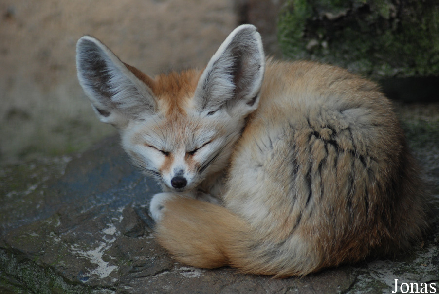 Vulpes zerda