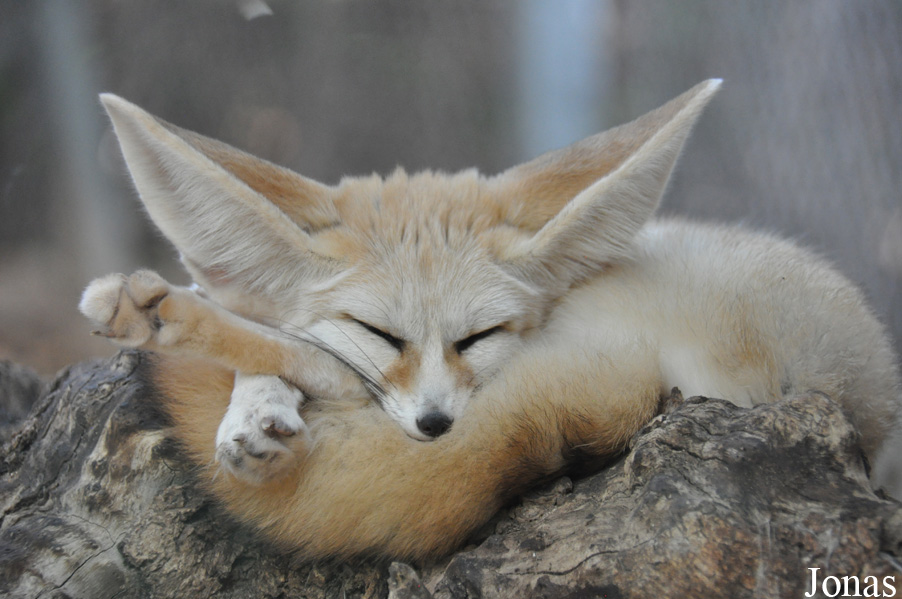 Vulpes zerda