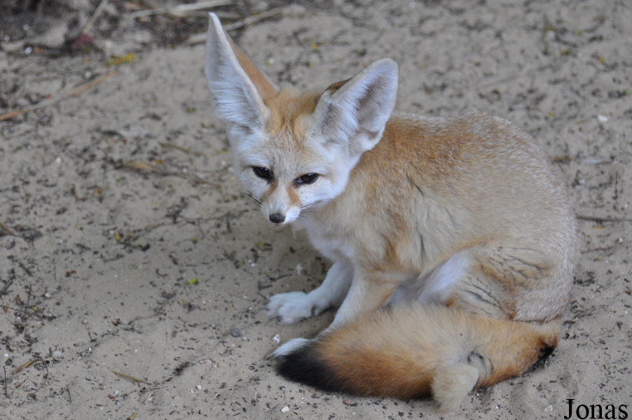Vulpes zerda
