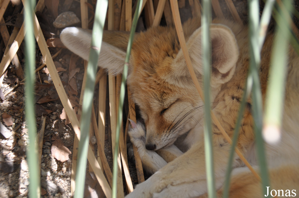 Vulpes zerda