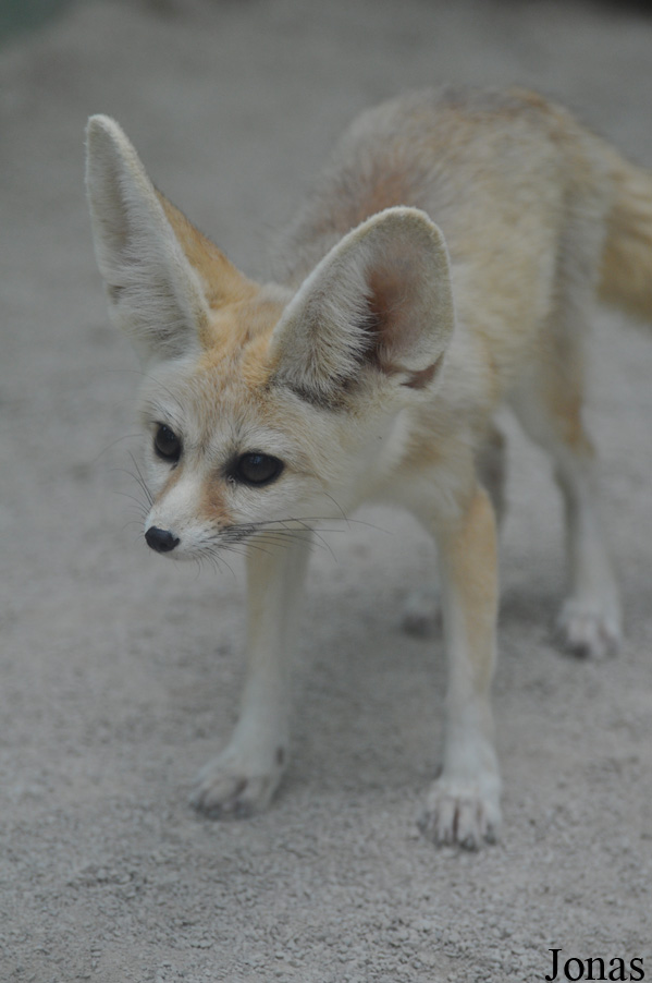 Vulpes zerda