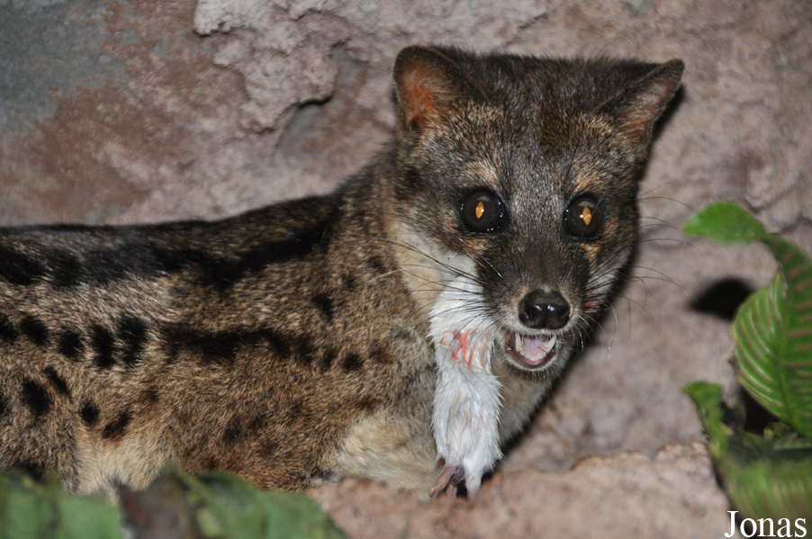 Fossa fossana