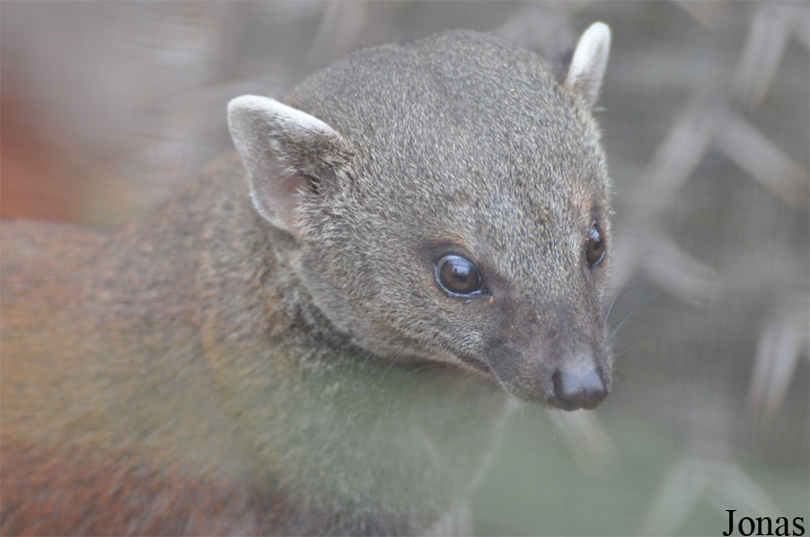 Galidia elegans