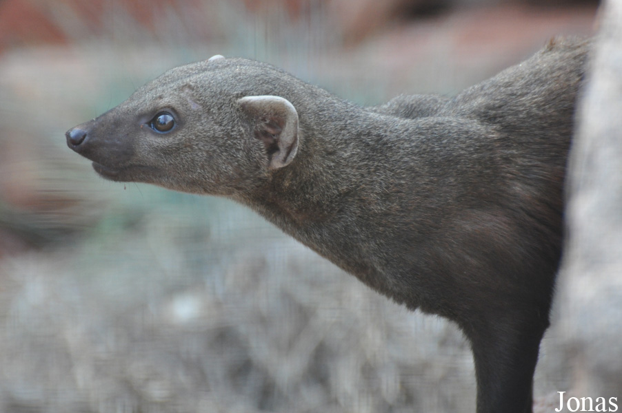 Galidia elegans