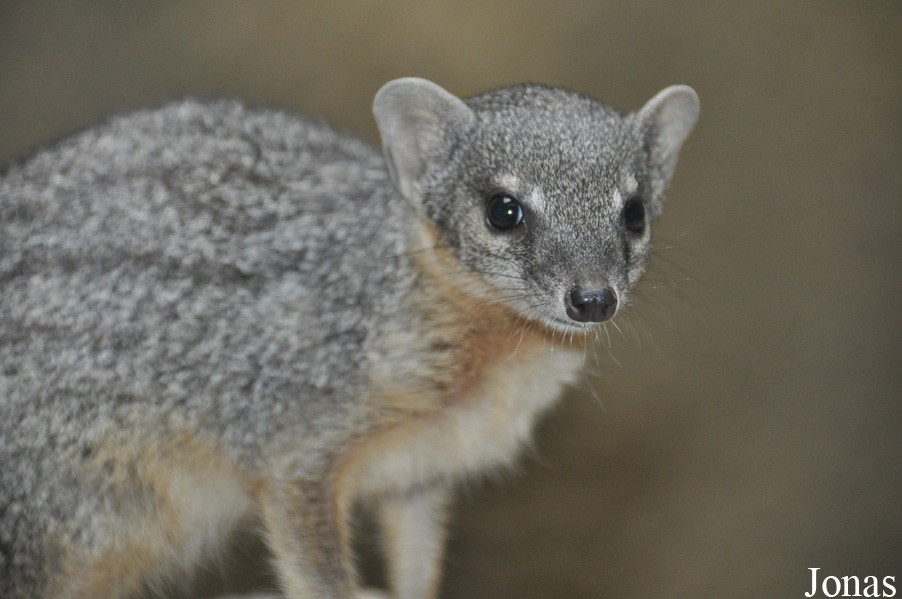Mungotictis decemlineata decemlineata