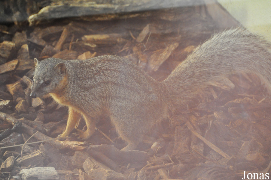 Mungotictis decemlineata decemlineata