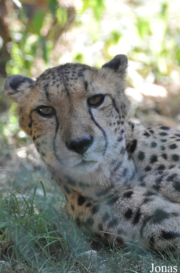 Acinonyx jubatus jubatus