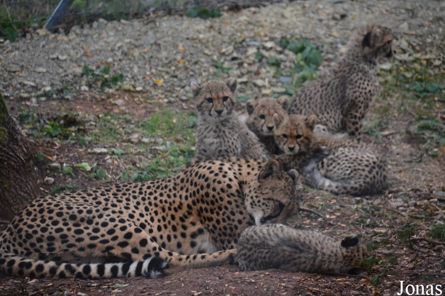 Acinonyx jubatus jubatus