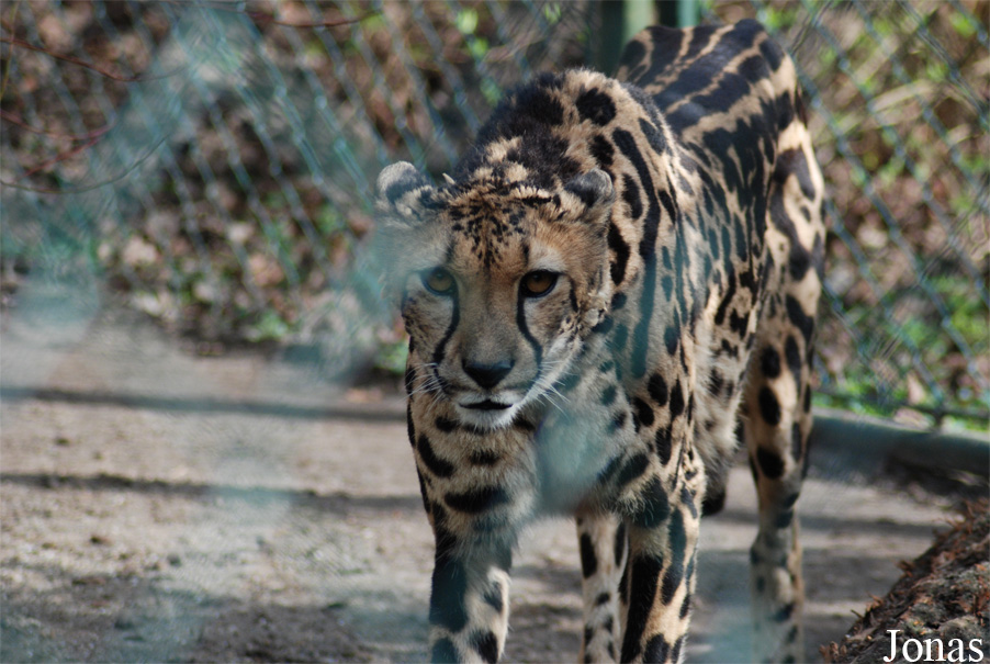 Acinonyx jubatus jubatus