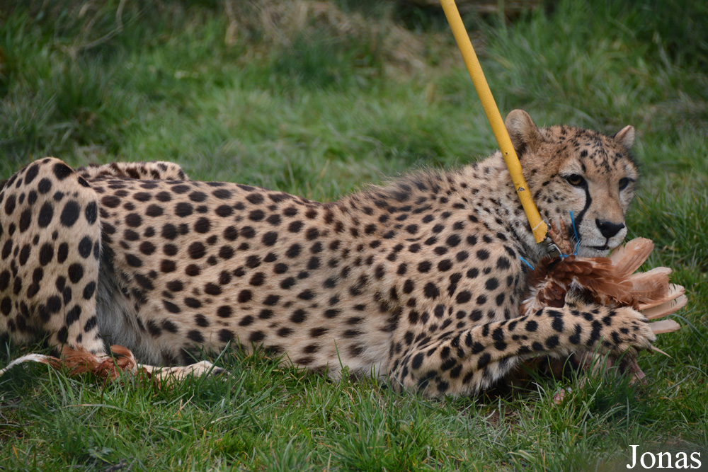 Acinonyx jubatus soemmeringii