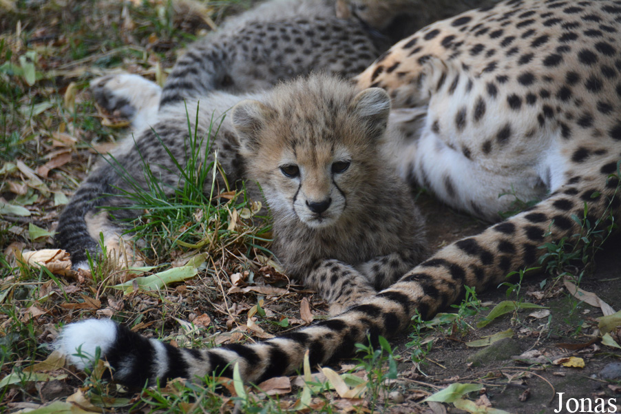 Acinonyx jubatus soemmeringii
