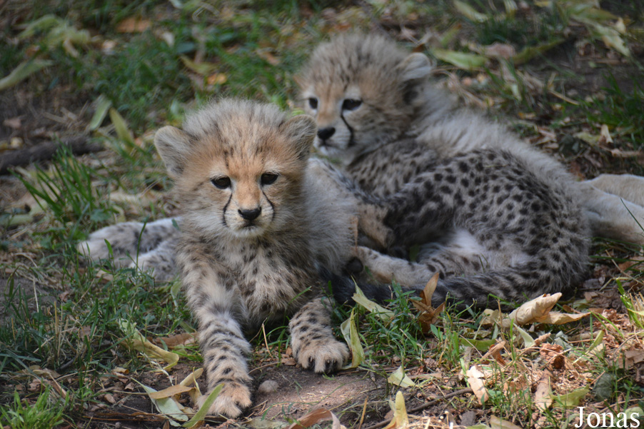 Acinonyx jubatus soemmeringii