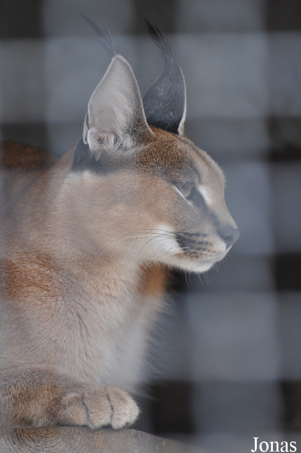 Caracal caracal