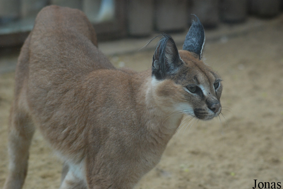 Caracal caracal
