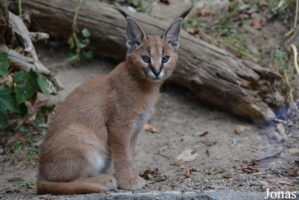 Caracal caracal