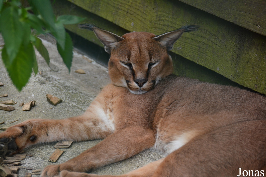 Caracal caracal