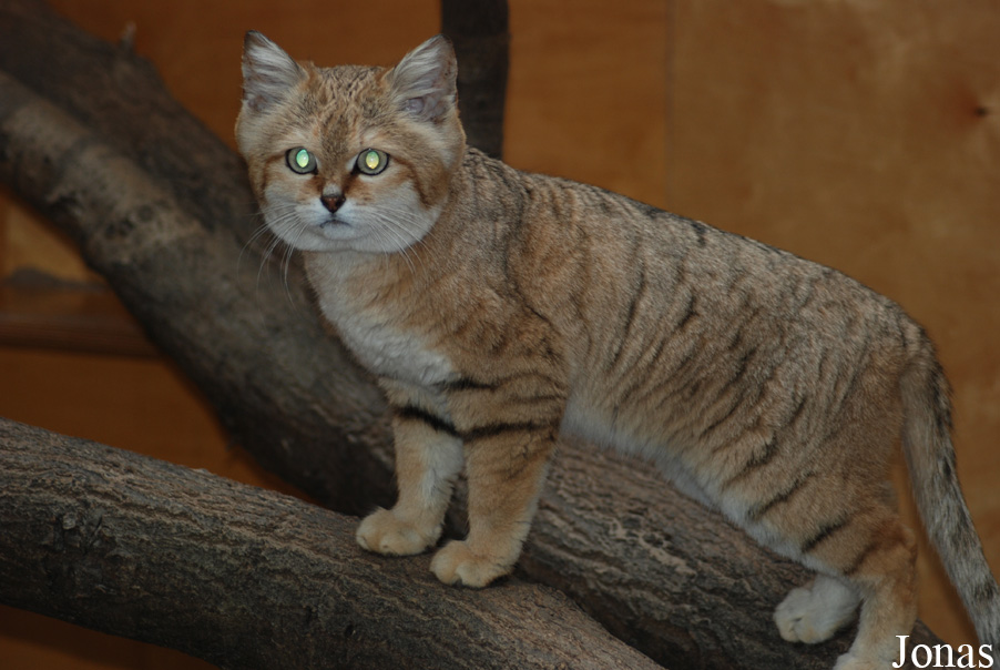 Felis margarita harrisoni