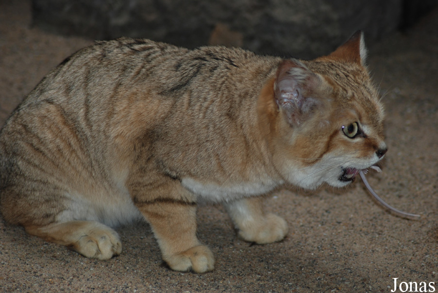 Felis margarita harrisoni