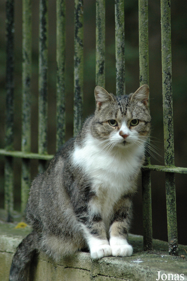 Felis silvestris catus