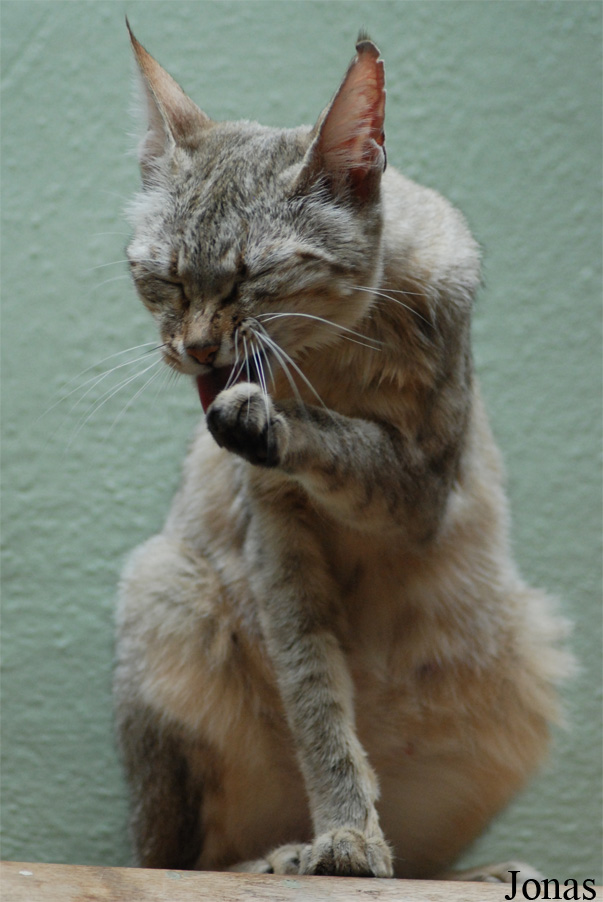 Felis silvestris gordoni