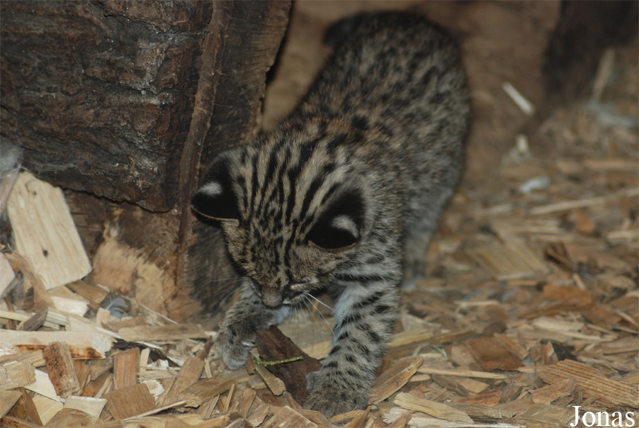 Leopardus geoffroyi