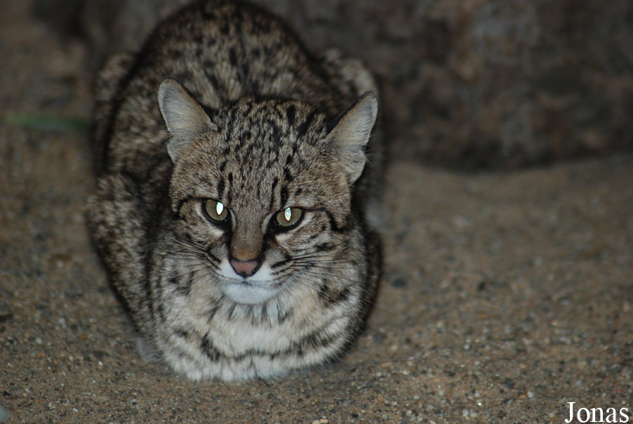 Leopardus geoffroyi