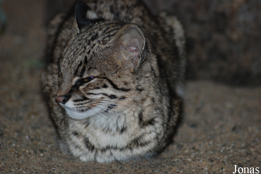 Leopardus geoffroyi