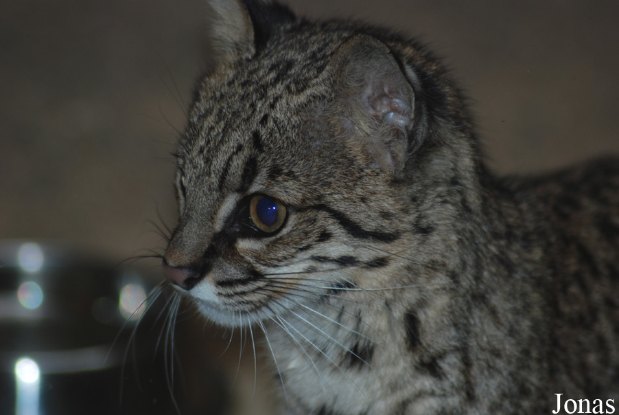 Leopardus geoffroyi