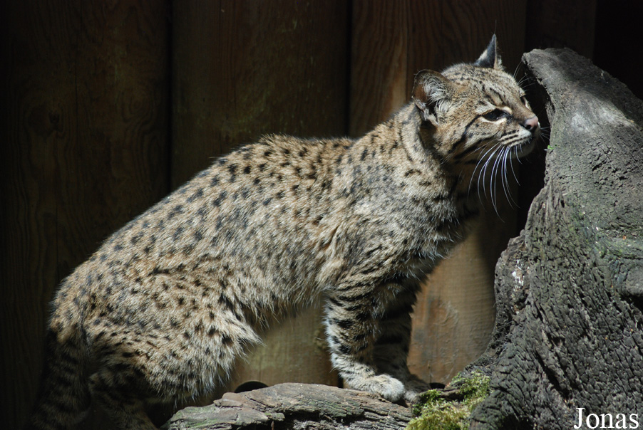 Leopardus geoffroyi salinarum