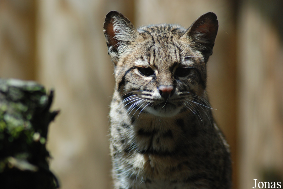 Leopardus geoffroyi salinarum