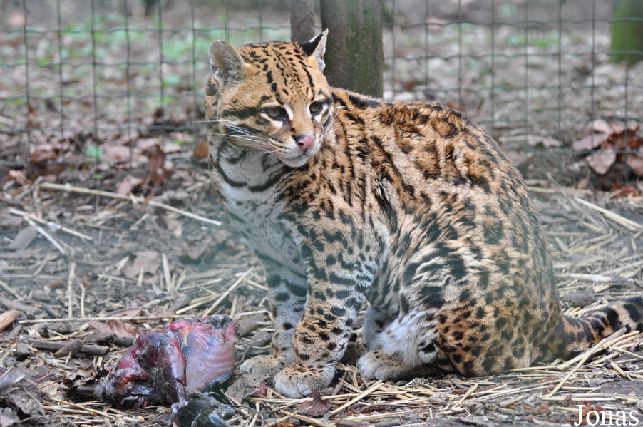 Leopardus pardalis