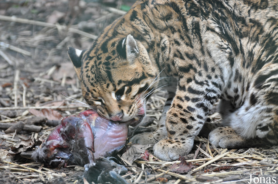 Leopardus pardalis