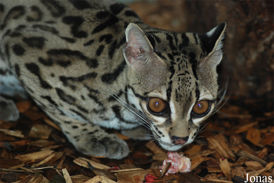 Leopardus wiedii yucatanicus