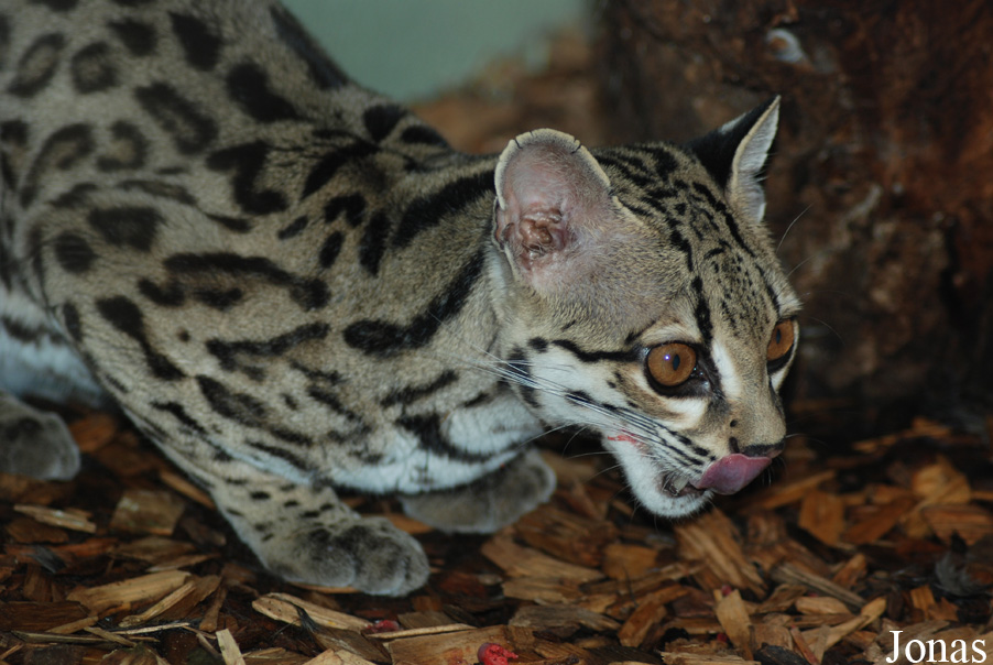 Leopardus wiedii yucatanicus