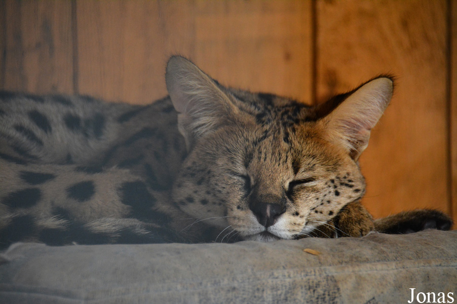 Leptailurus serval