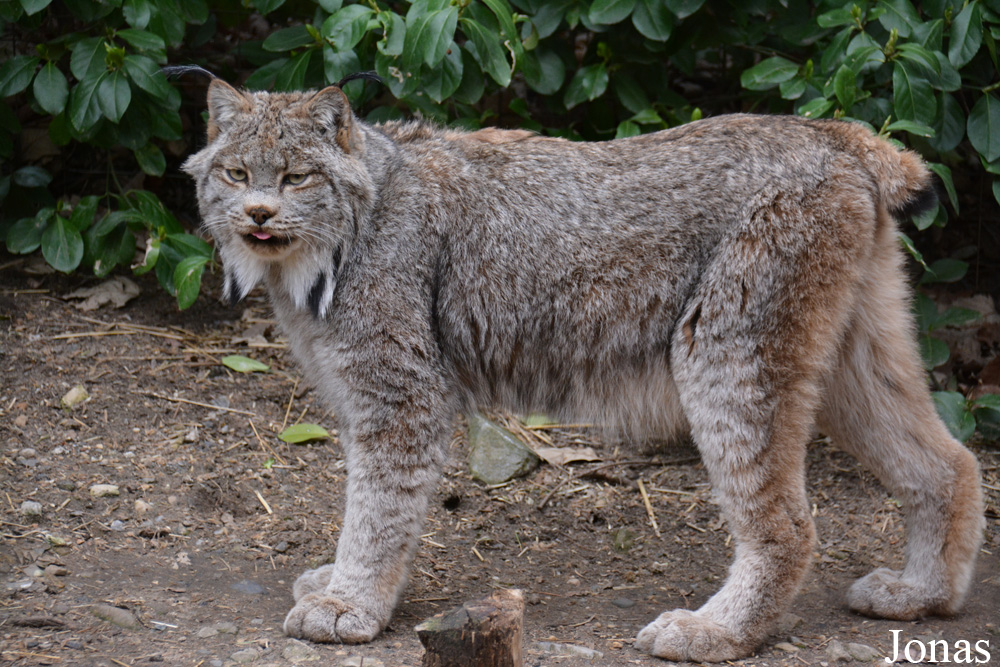 Lynx canadensis