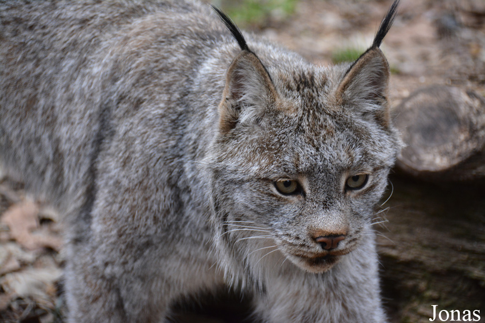 Lynx canadensis