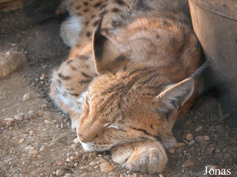 Lynx lynx lynx