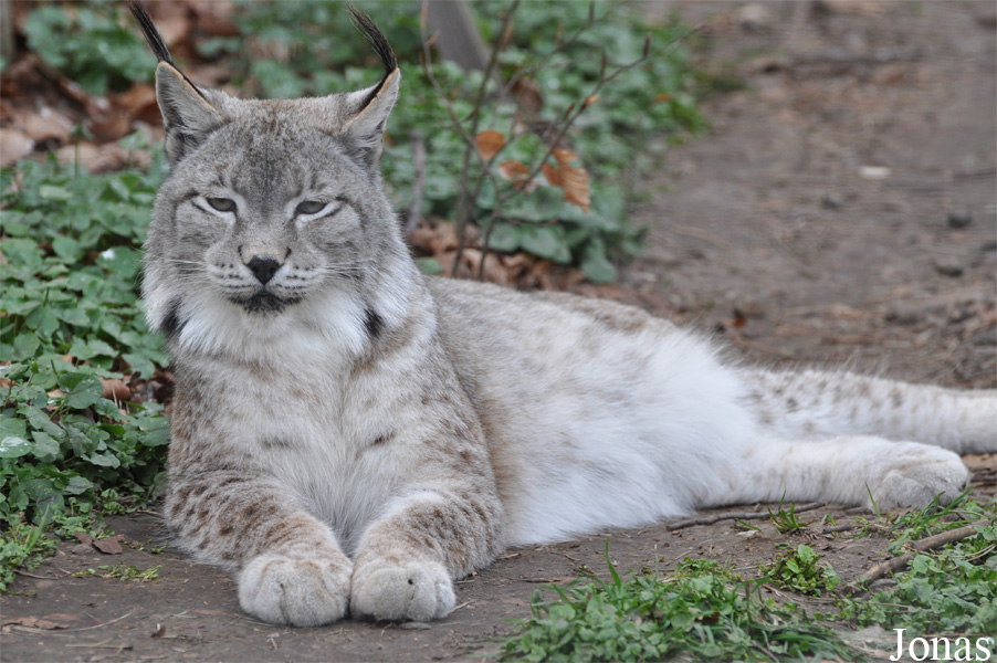 Lynx lynx wrangeli