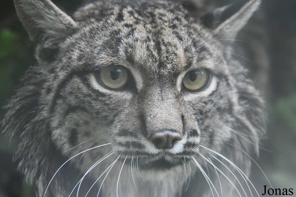 Lynx pardinus