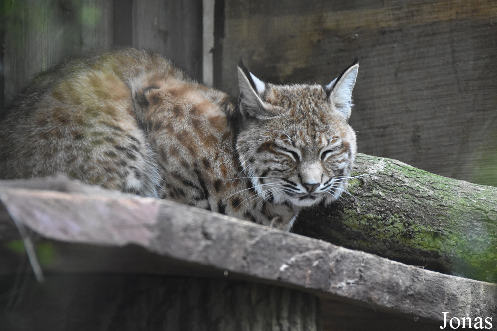 Lynx rufus