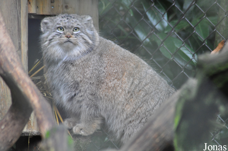 Otocolobus manul