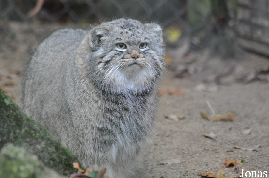 Otocolobus manul