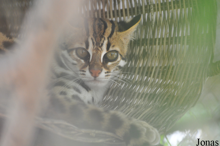 Prionailurus bengalensis bengalensis