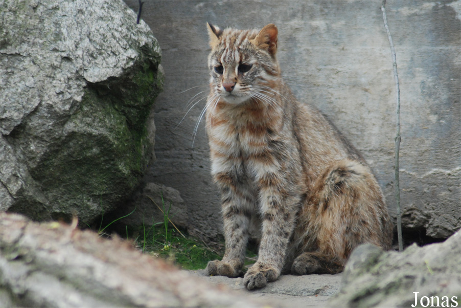 Prionailurus bengalensis euptilurus